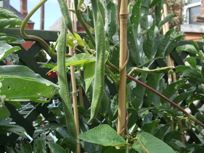 Runner beans