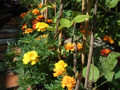 Marigolds