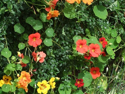 Nasturtiums