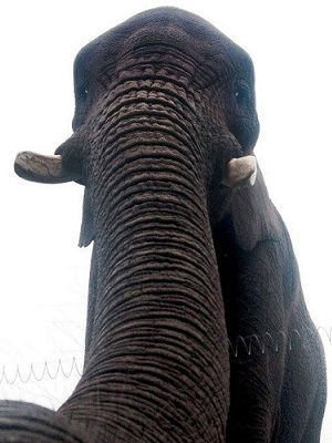 Elephant selfie