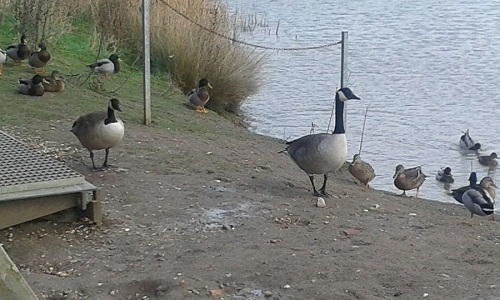 Ducks and geese