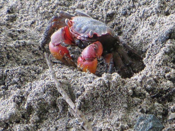 Crab