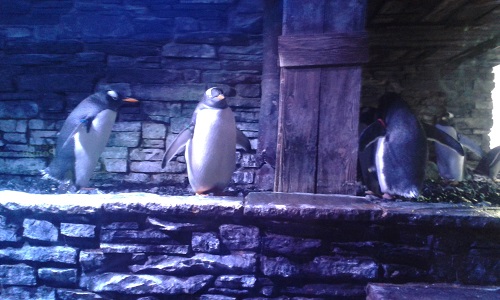 Penguins