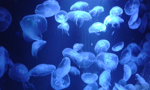 Jelly fish