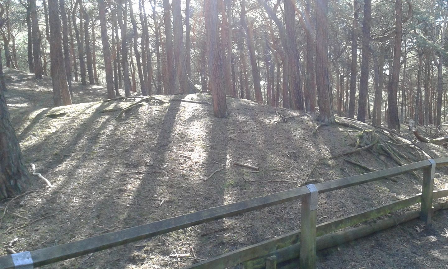 Formby Woods