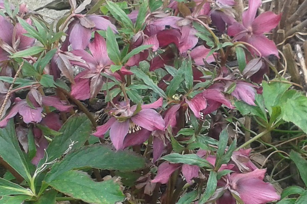 Hellebores