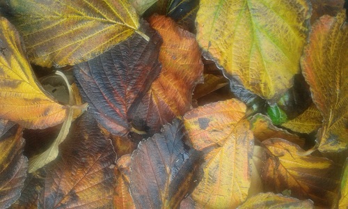 Autumn leaves