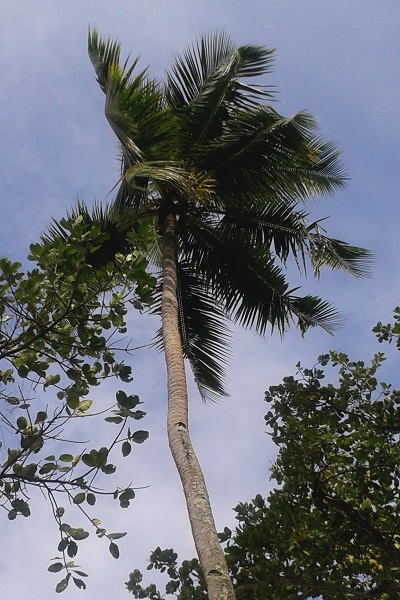 Palm tree