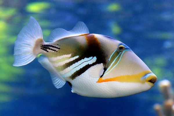 Trigger Fish