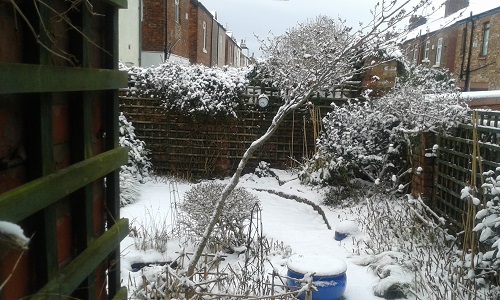 Snow in the garden