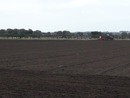 Ploughing the land and seagulls