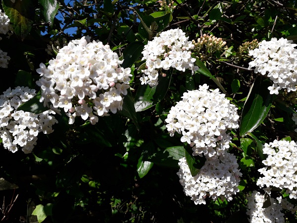 Bride's Blossom