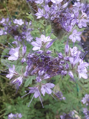 Blue flowers in the garden