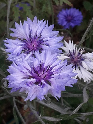 Blue flowers in the garden