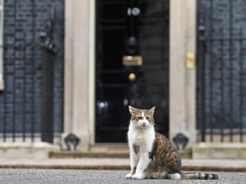 No10 cat