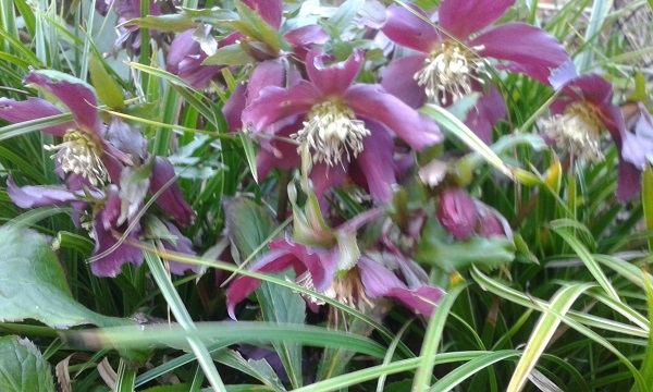 Hellebore