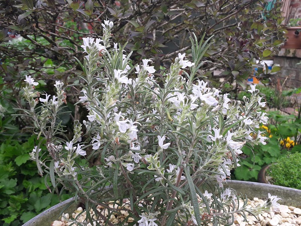 Rosemary for remembrance