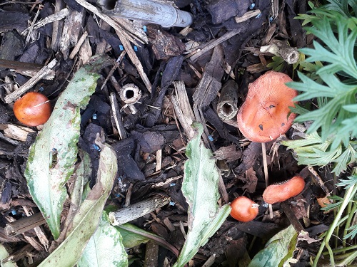 Mushrooms in our back garden