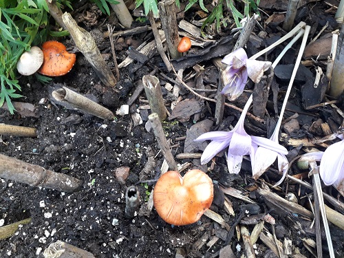 Mushrooms in our back garden