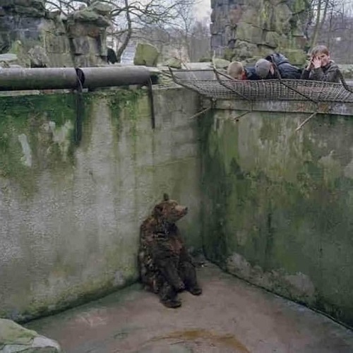 Lonely bear in a small pit