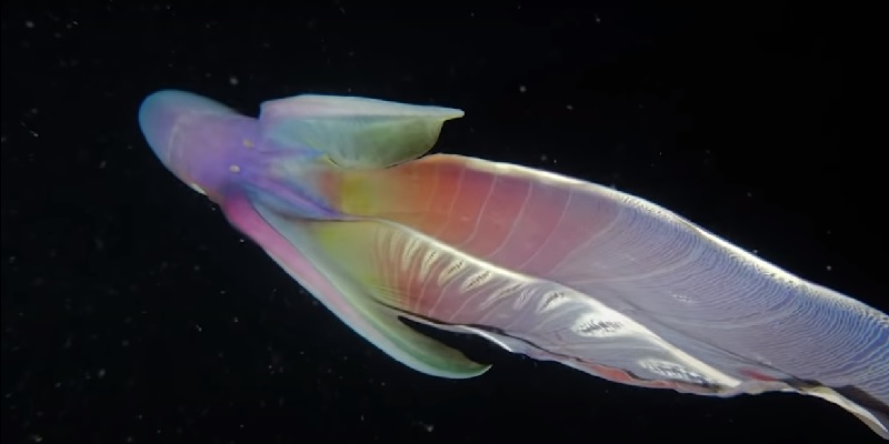 Blanket octopus