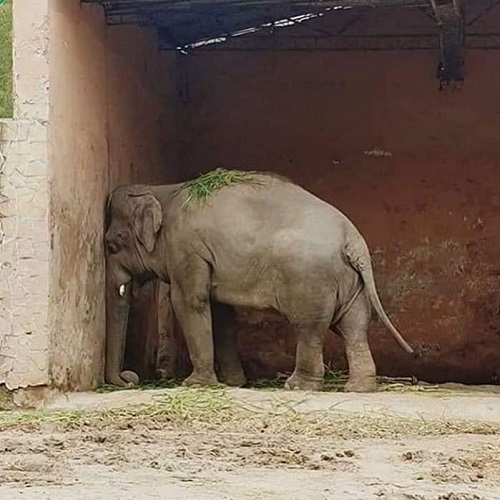 Lonely elephant in a cage