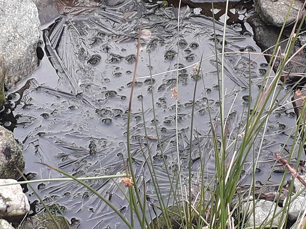 Back Garden Frost