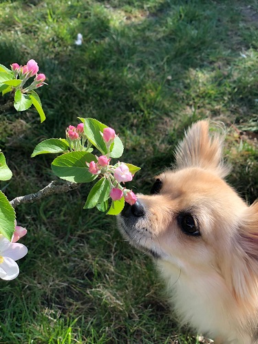 Momo sniffs at blossom