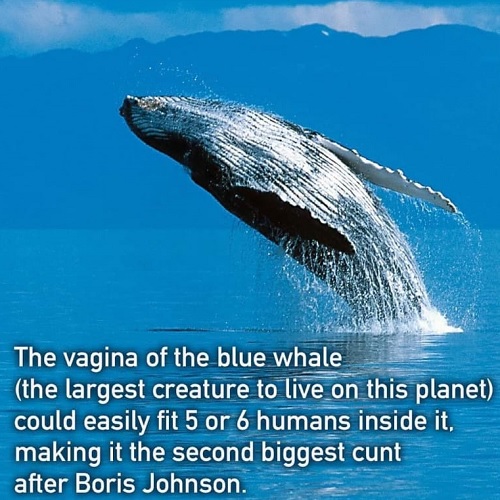 Blue whale