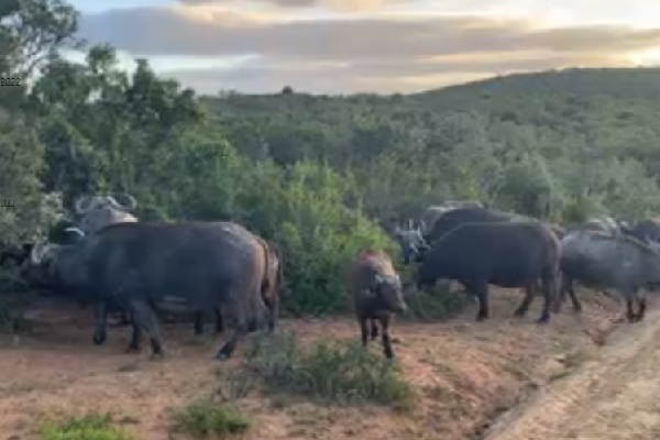 Water buffalo