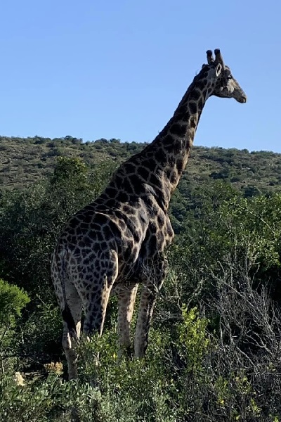 Giraffe