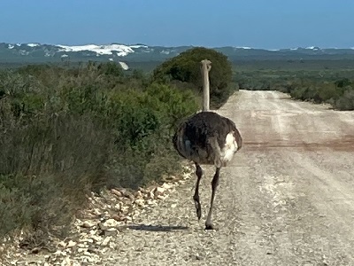 Ostrich