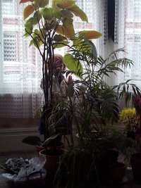 Mary and my plants